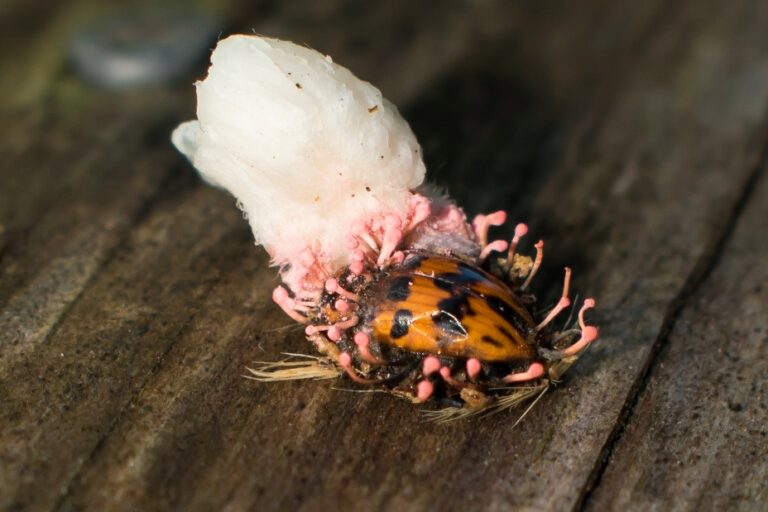 Ophiocordyceps sp. | Fungo parasita de insetos