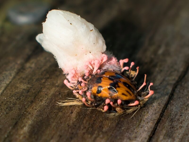 Ophiocordyceps sp. | Fungo parasita de insetos