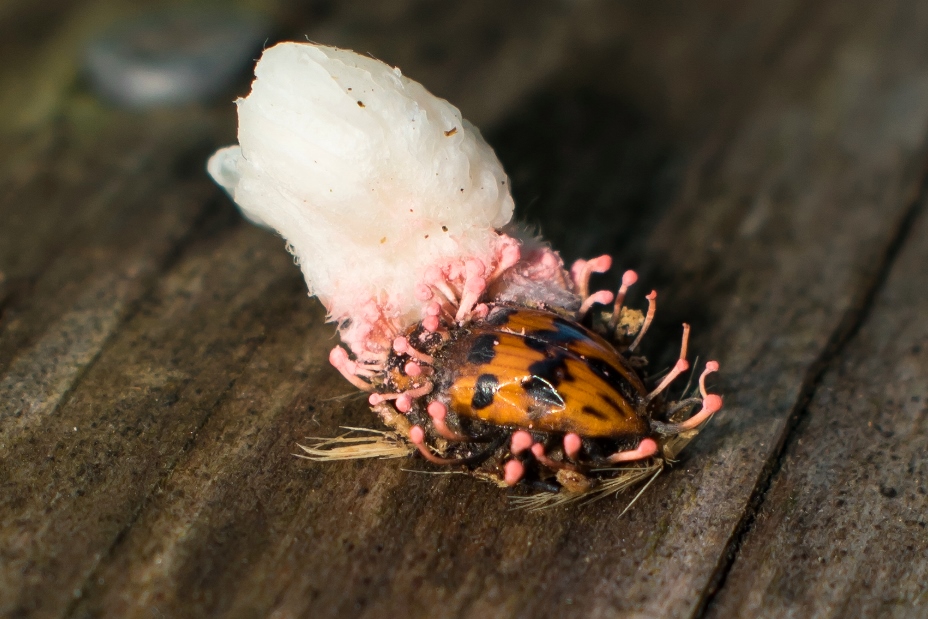 Ophiocordyceps sp. | Fungo parasita de insetos
