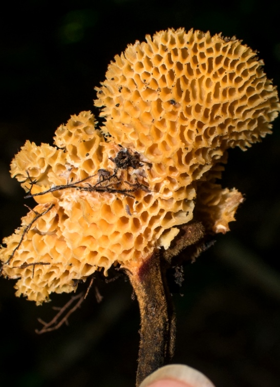 Cogumelo Russula sardonia no Brasil Polyporus guianensis