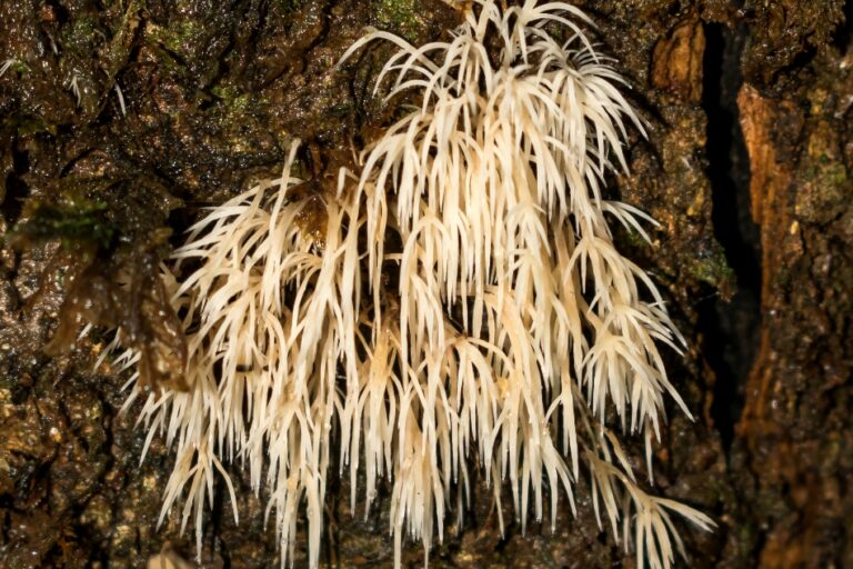 Fungo do gênero Pterulicium na Serra Gaúcha