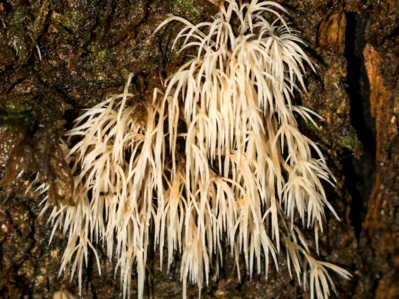 Fungo do gênero Pterulicium na Serra Gaúcha