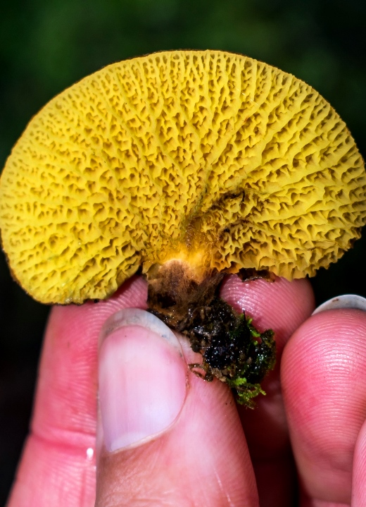 Cogumelo Russula sardonia no Brasil Boletinellus exiguus