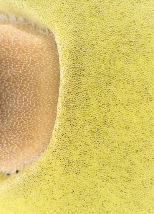 Cogumelo Russula sardonia no Brasil Boletus edulis - Porcini