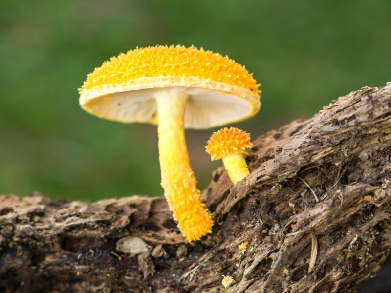Cogumelos amarelos na natureza | Fotos e informações