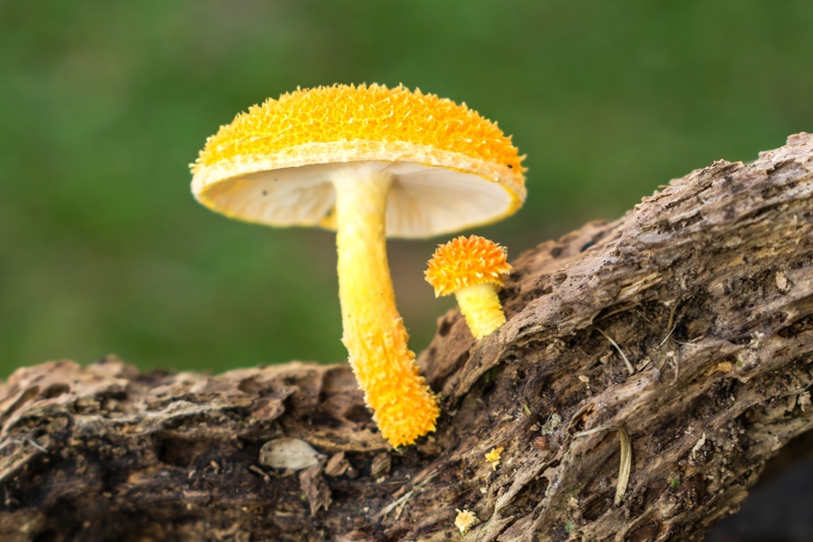 Cogumelos amarelos na natureza | Fotos e informações