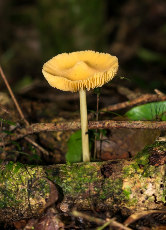 Entoloma sp. amarelo
