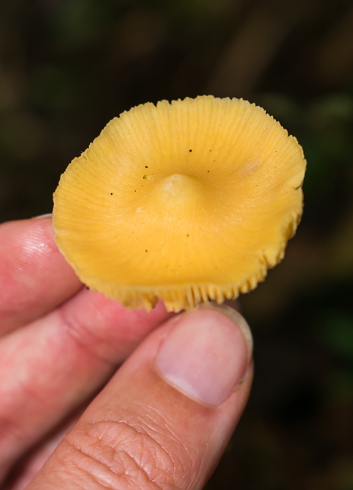 Entoloma sp. amarelo