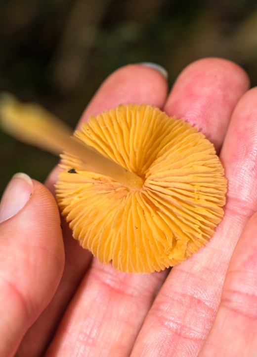 Entoloma sp. amarelo