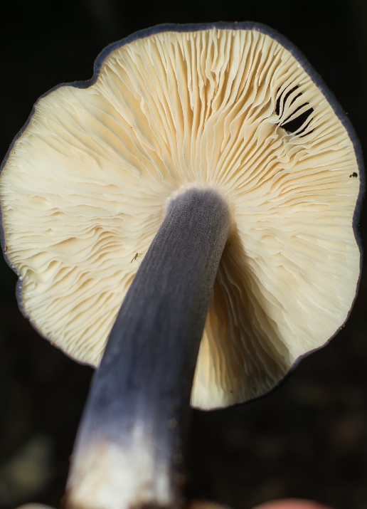 Entoloma
