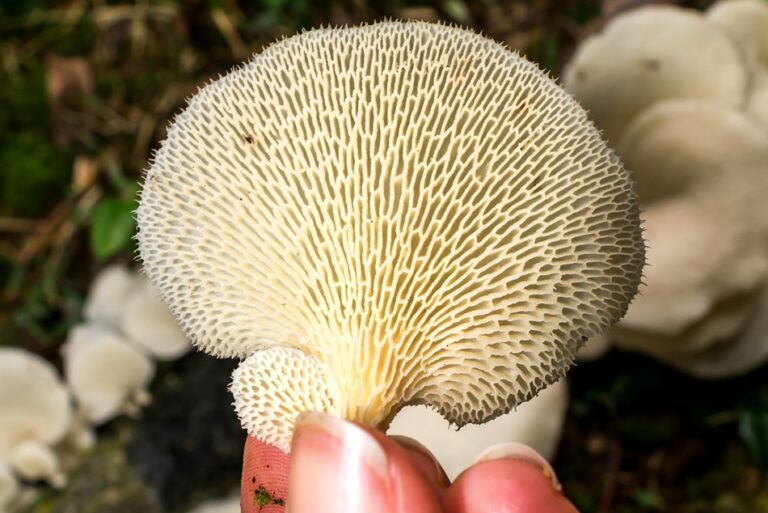 Cogumelos com Poros | Fotos e informações