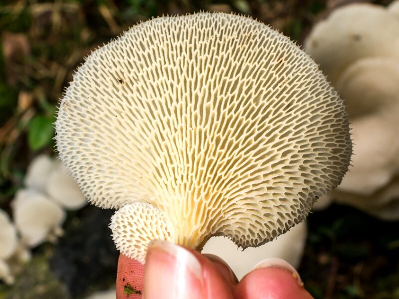 Cogumelos com Poros | Fotos e informações