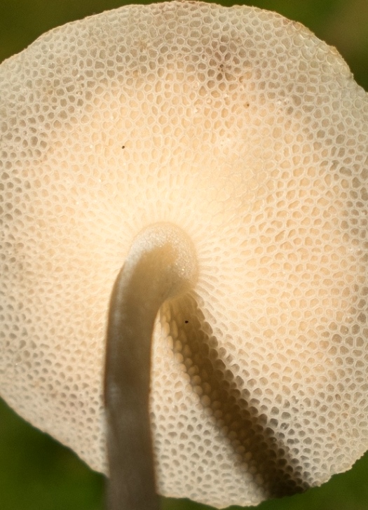 Cogumelo Russula sardonia no Brasil Filoboletus