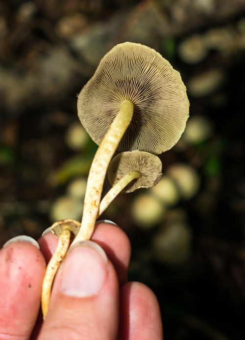Hypholoma
