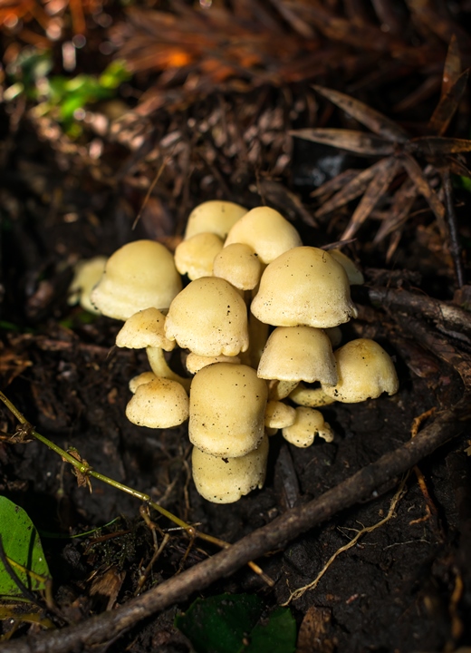 Hypholoma