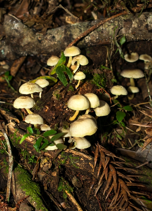 Hypholoma