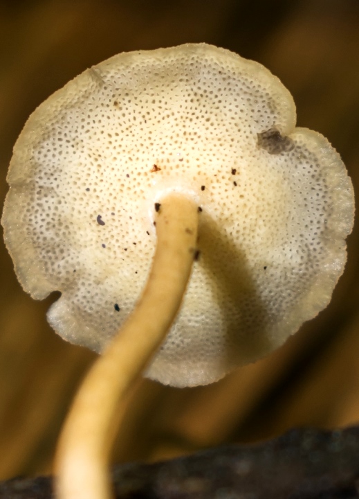 Cogumelo Russula sardonia no Brasil Lentinus