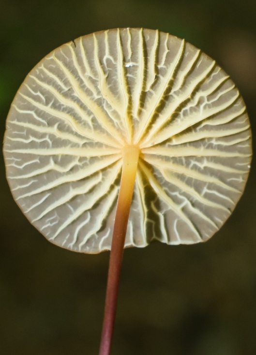 Marasmius