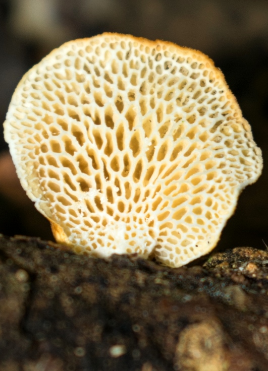 Cogumelo Russula sardonia no Brasil Neofavolus
