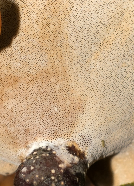 Cogumelo Russula sardonia no Brasil Picipes