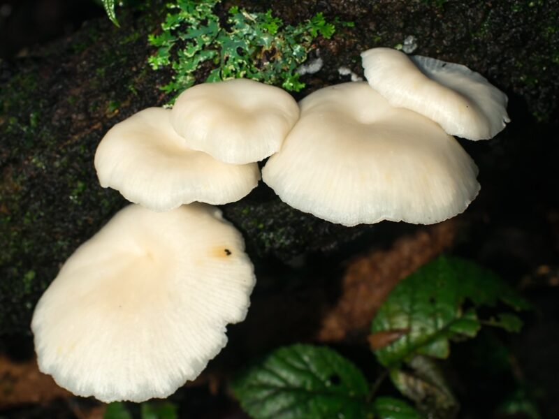 Cogumelos brancos na natureza | Fotos e informações