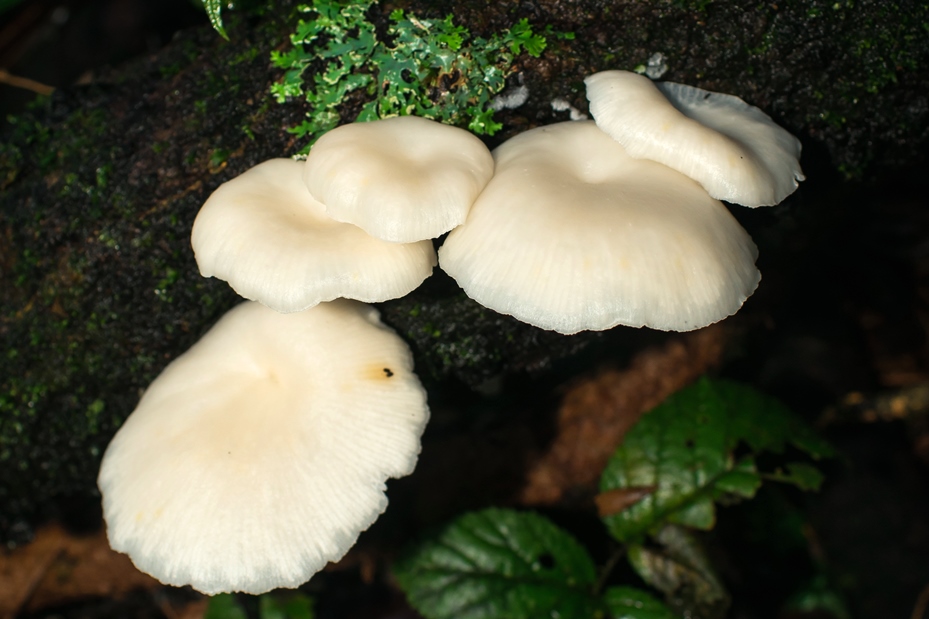 Cogumelos brancos na natureza | Fotos e informações