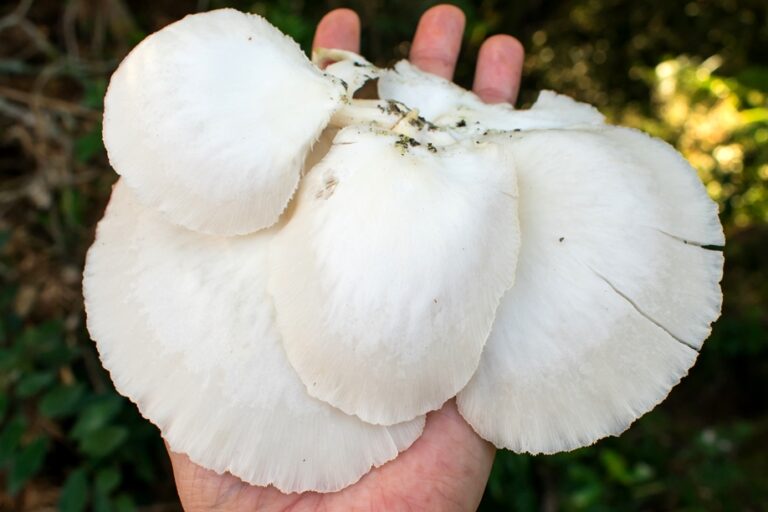 Identificando Cogumelos: Nome científico vs. Nome comum