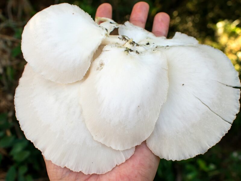 Identificando Cogumelos: Nome científico vs. Nome comum