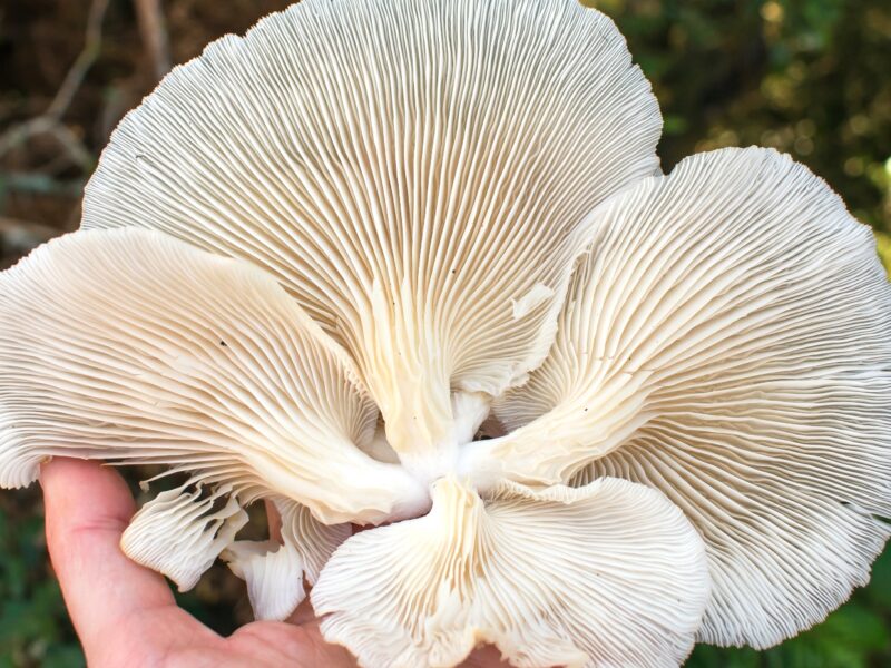 Lamelas de cogumelos | Fotos e informações