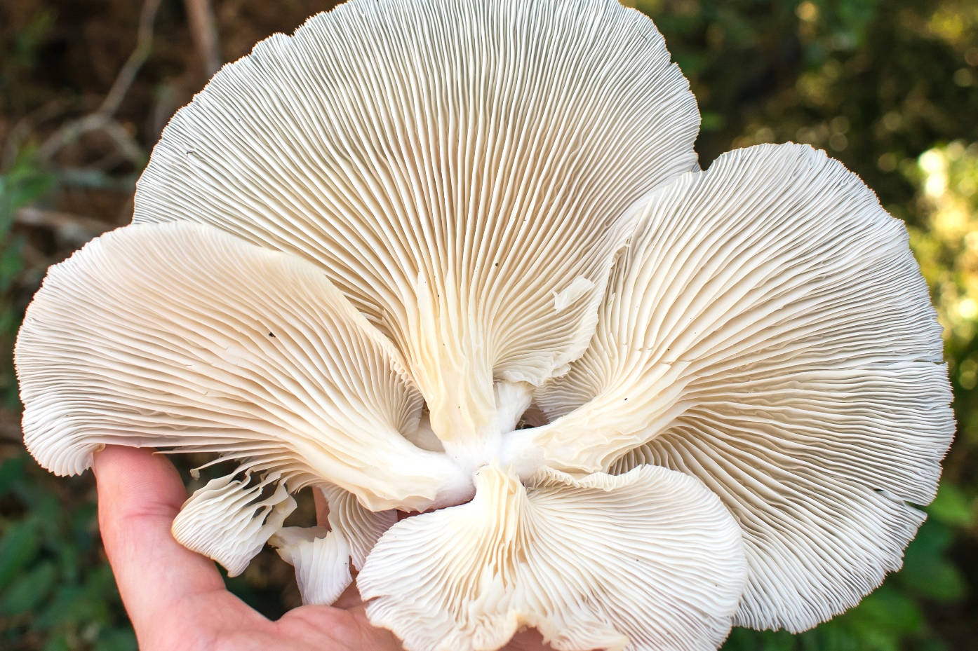 Lamelas de cogumelos | Fotos e informações