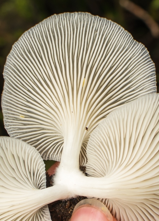 Pleurotus