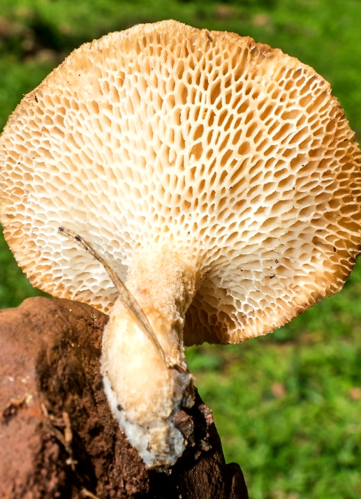 Cogumelo Russula sardonia no Brasil Polyporus