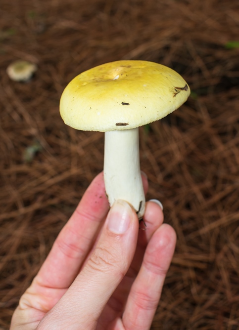 Russula sp. amarelo