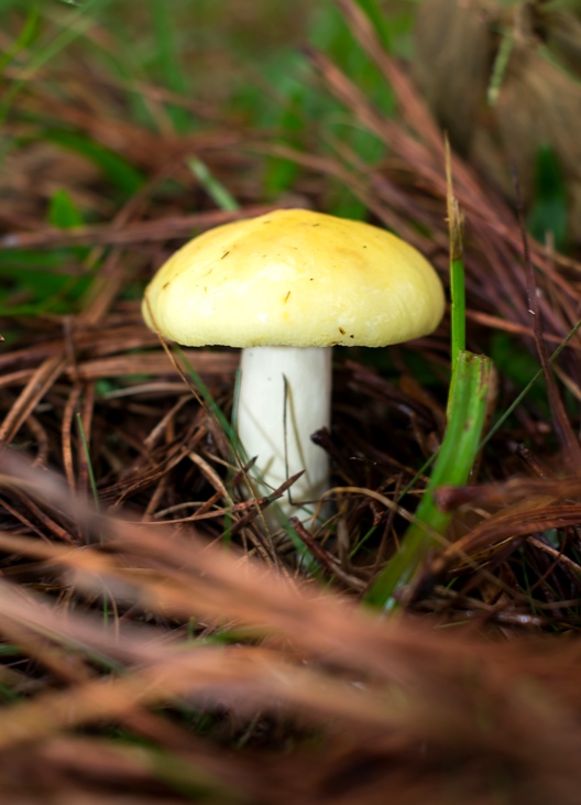 Russula sp. amarelo