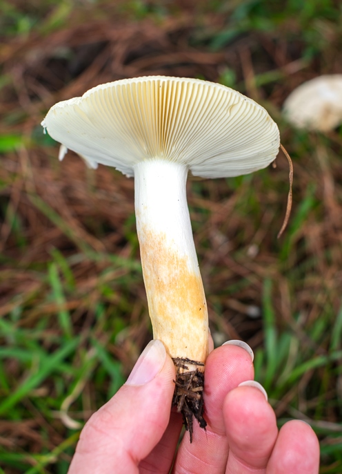 Russula sp. amarelo