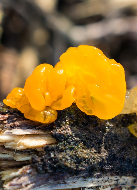 Tremella