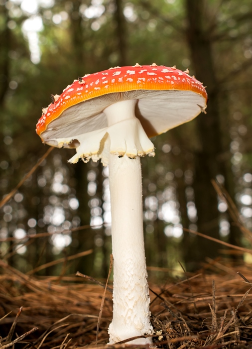 Cogumelo Russula sardonia no Brasil Amanita muscaria