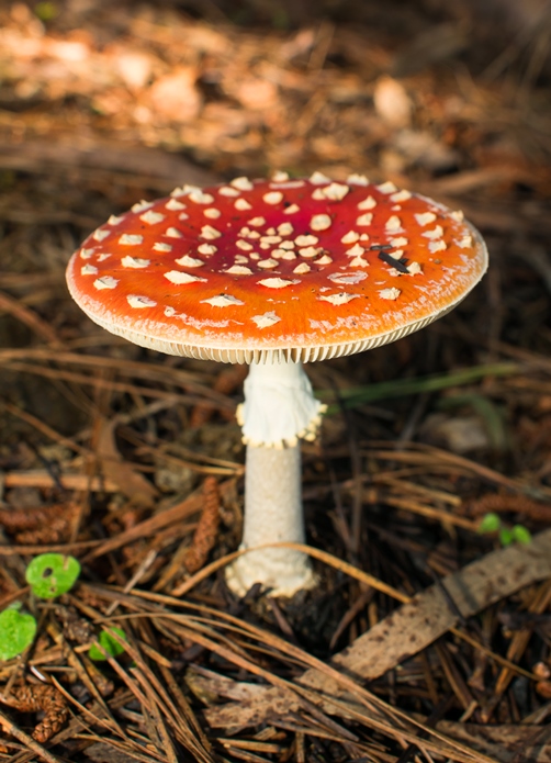 Cogumelo Russula sardonia no Brasil Amanita muscaria
