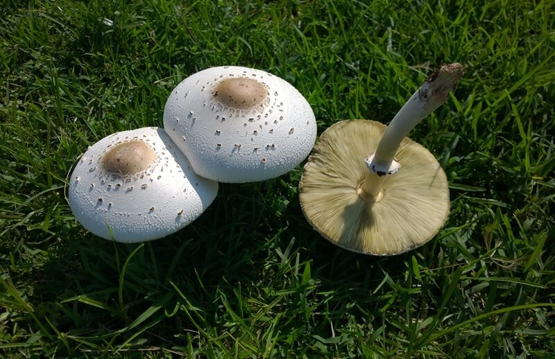 O cogumelo tóxico mais comum no Brasil: Chlorophyllum molybdites