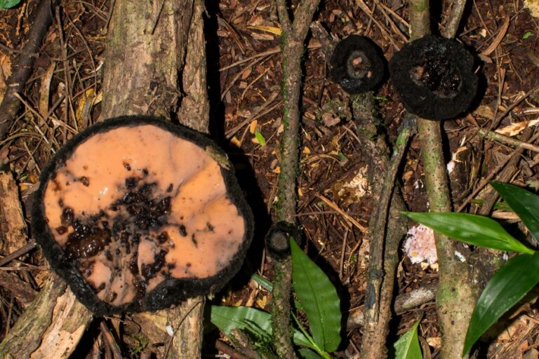 10 cogumelos diferentões que já encontrei na Serra Gaúcha