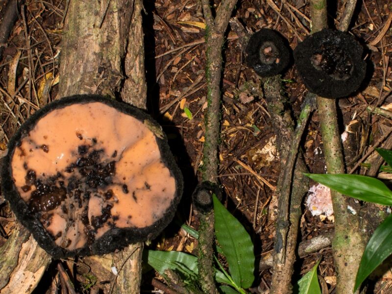 10 cogumelos diferentões que já encontrei na Serra Gaúcha