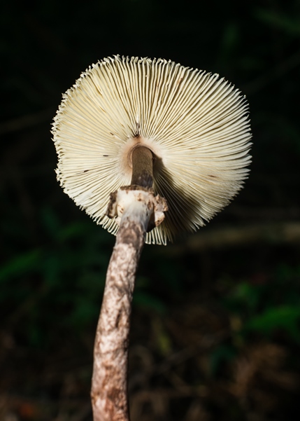 Macrolepiota pulchella