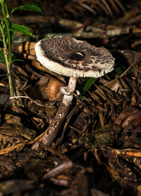Macrolepiota pulchella