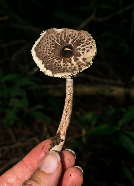 Macrolepiota pulchella