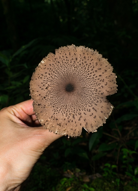 Macrolepiota pulchella