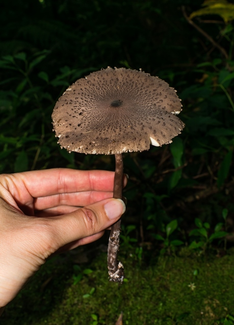 Macrolepiota pulchella