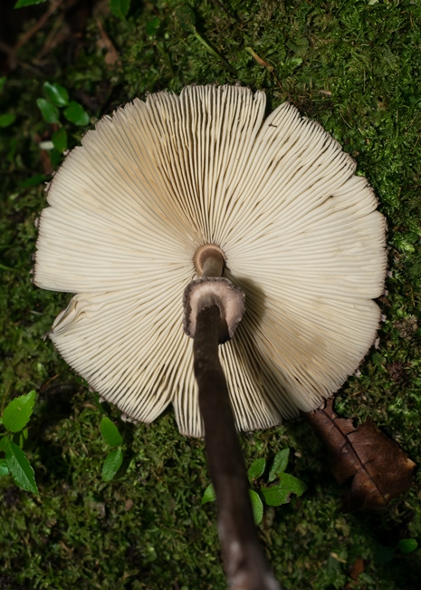 Macrolepiota pulchella