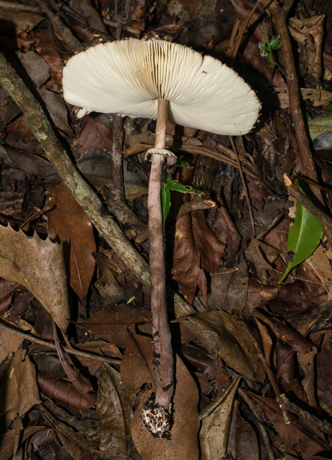 Macrolepiota pulchella
