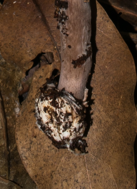 Macrolepiota pulchella - volva