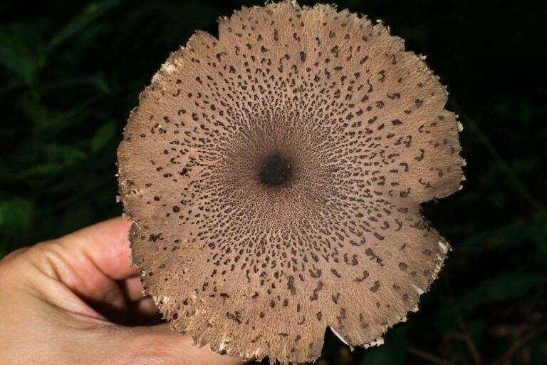 Macrolepiota pulchella | Cogumelo comestível da Mata Atlântica
